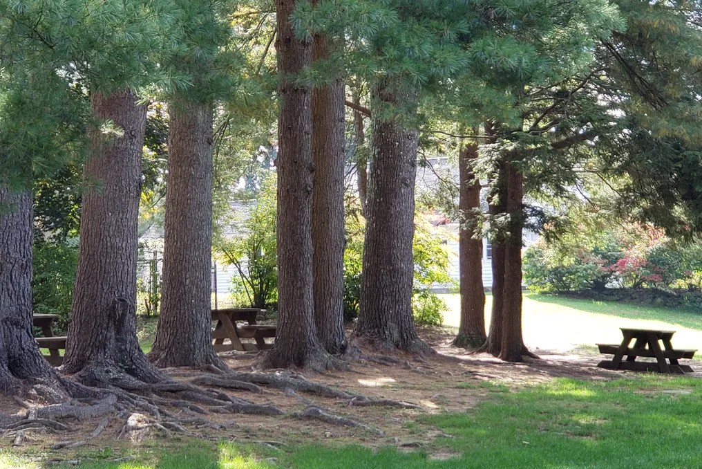 Tamarack Lodge & Glamping Resort #12