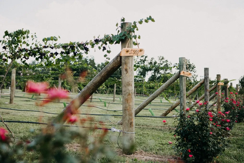 Tuscan Rose Vineyards #20