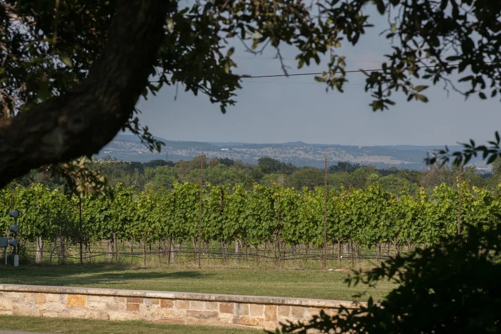 Spicewood Vineyards #49