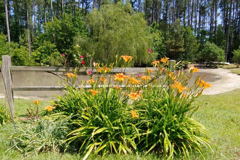 The Farm at West Prong Acres #15