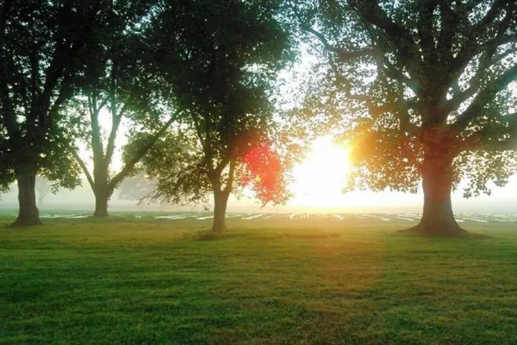 The Grove at Williamson Family Farm #13