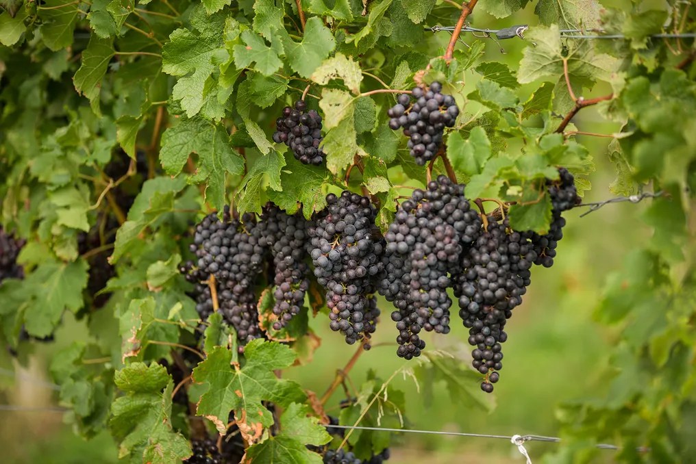 Ventosa Vineyards #2