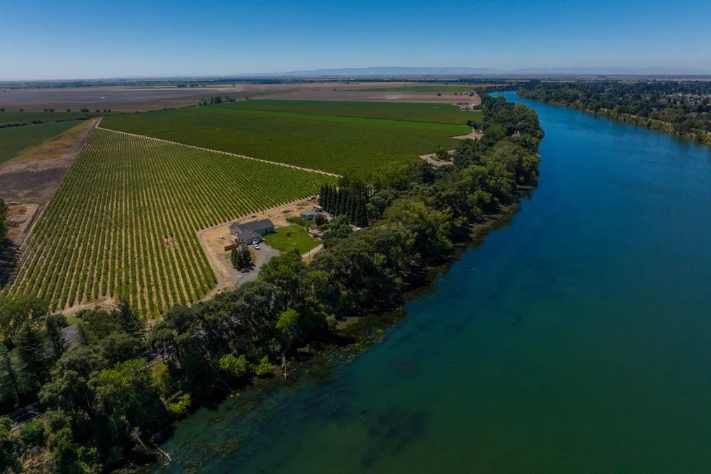 Tiffany Vineyards #8