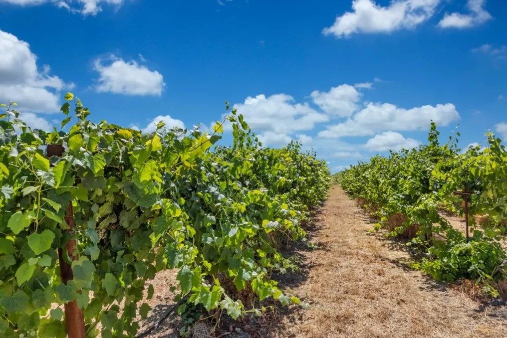 Tiffany Vineyards #26
