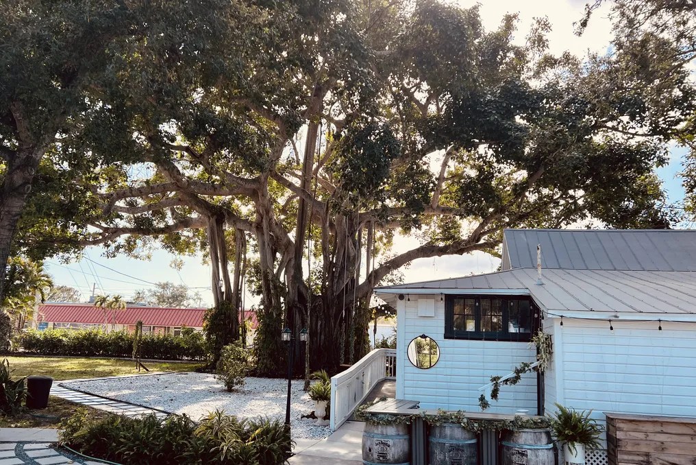 The Tree House #52