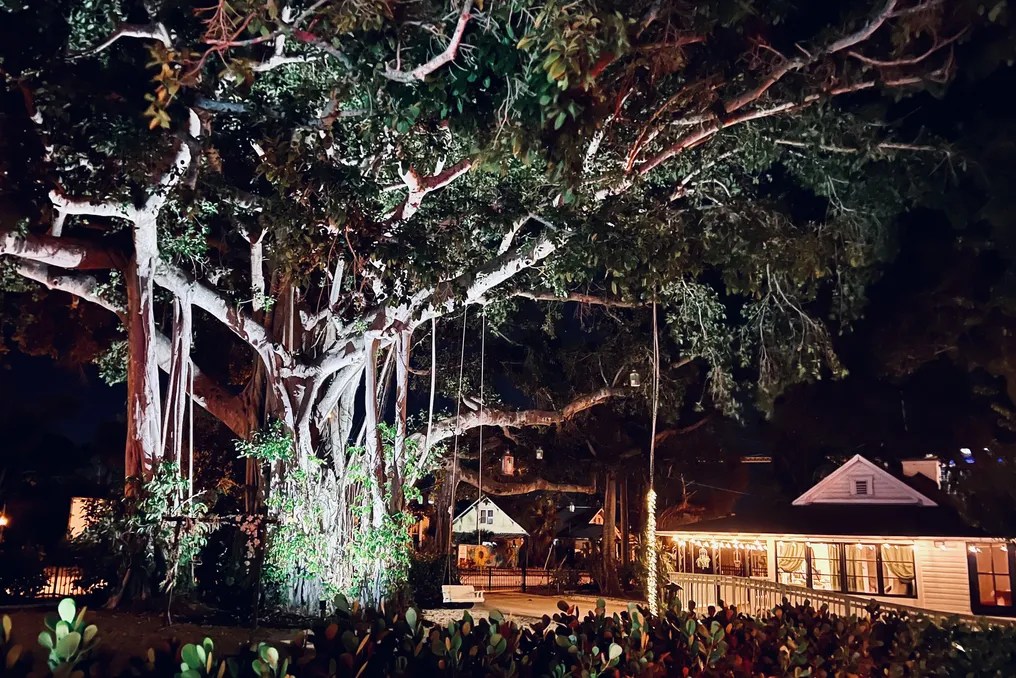 The Tree House #55