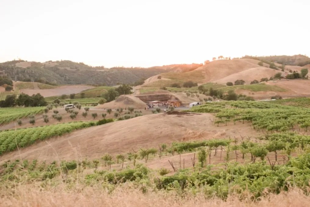 Aloria Vineyards #12
