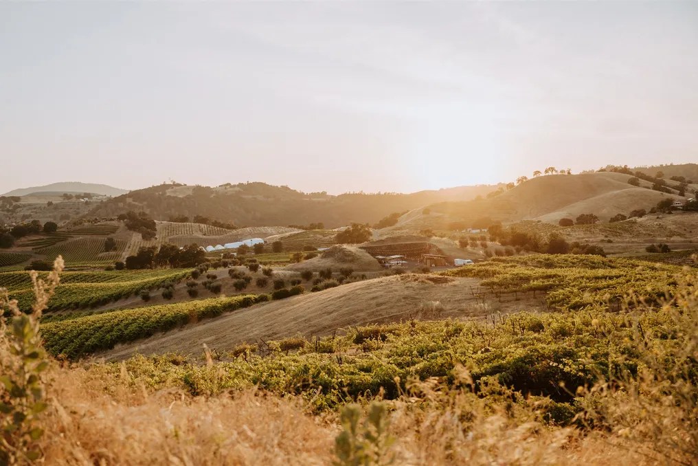 Aloria Vineyards #16