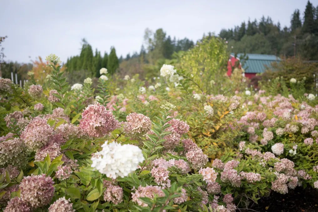 Trillium Nursery Farm #27