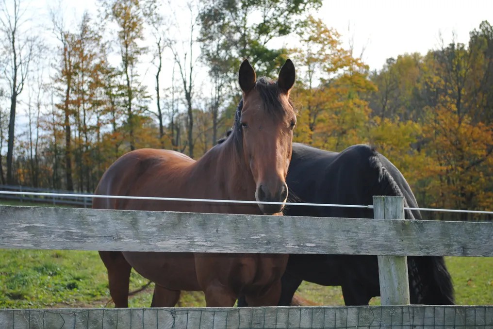 Old Hickory Farm #20