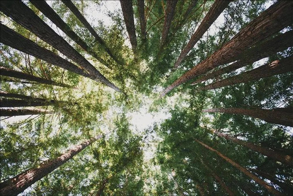 Amphitheater of the Redwoods at Pema Osel Ling #22
