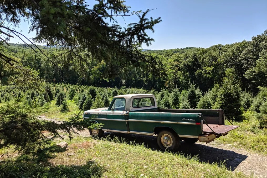 Emmerich Tree Farm #8