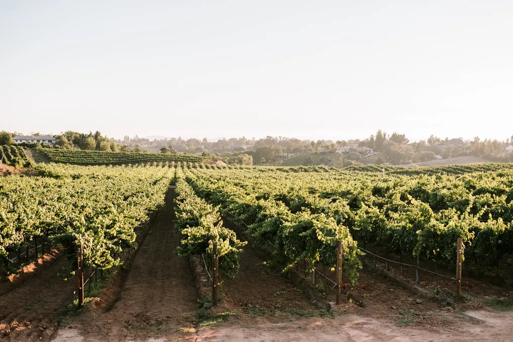 Danza del Sol Winery by Wedgewood Weddings #8
