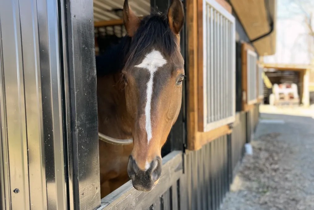 Stillwater Stables & Stays #17