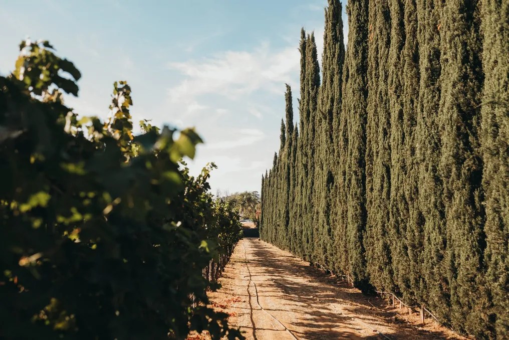 Forgotten Barrel Winery #10