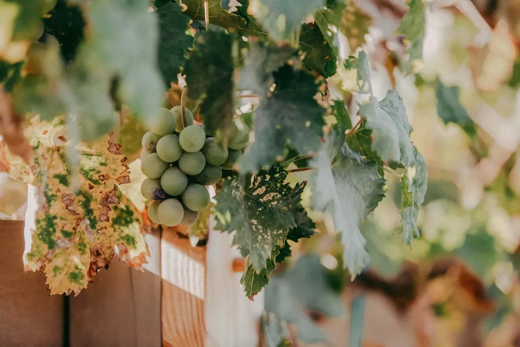 Forgotten Barrel Winery #19
