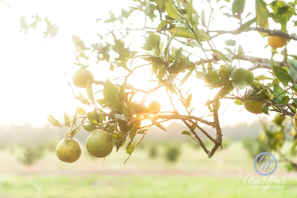 Ever After Farms Citrus Barn #12