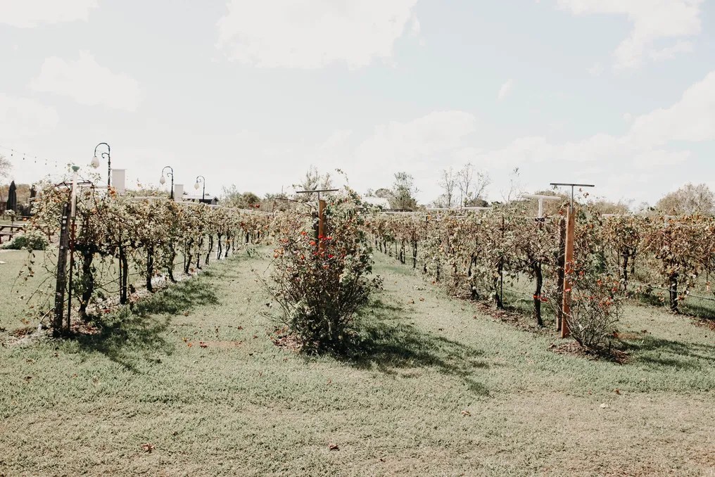 Haak Vineyards & Winery #5
