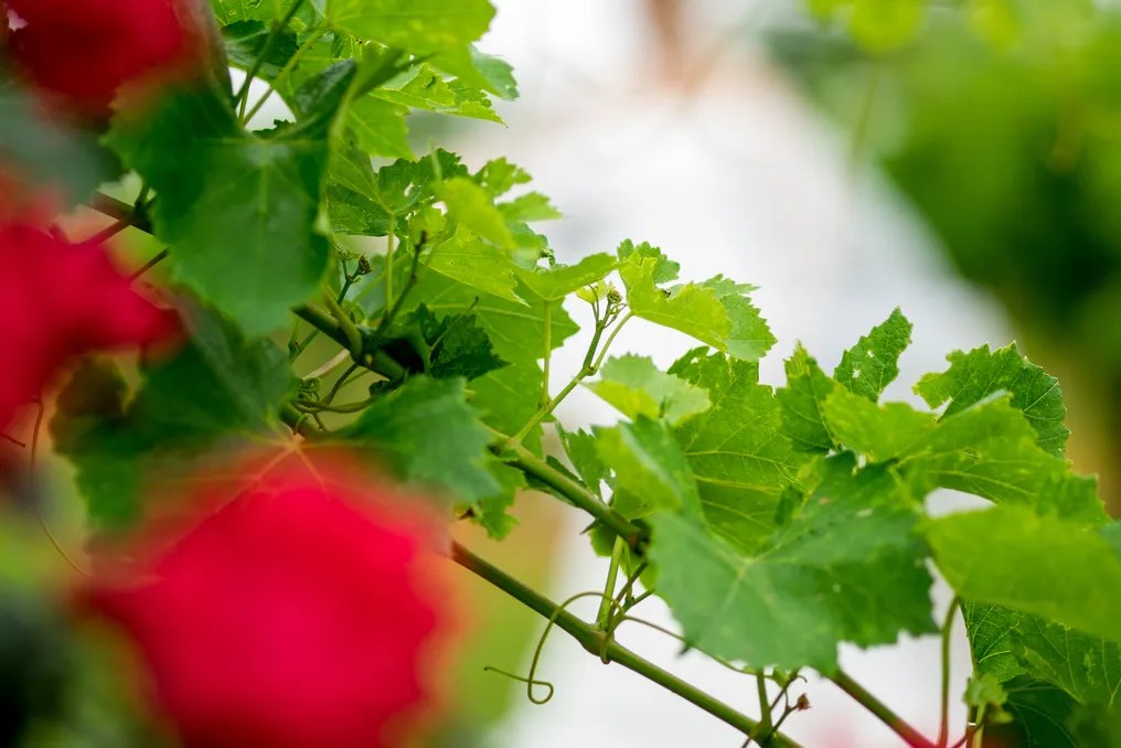 Haak Vineyards & Winery #27