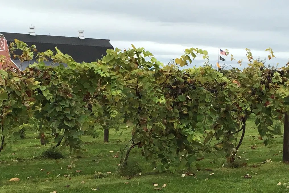 Parker Run Vineyards #18