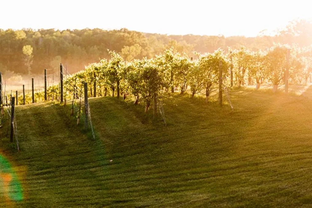 Rum River Barn and Vineyards #16