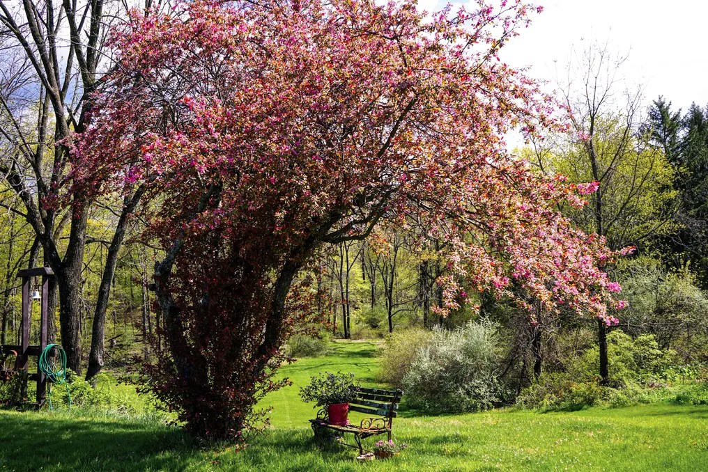 Black Walnut Farm #20