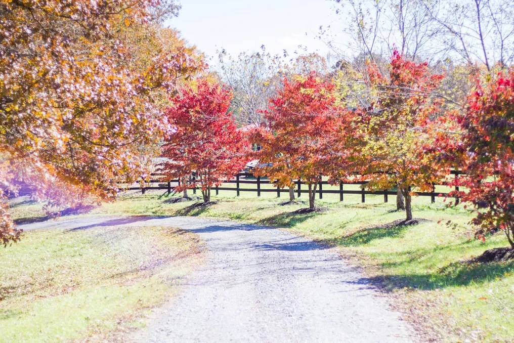 Layz S Ranch #27