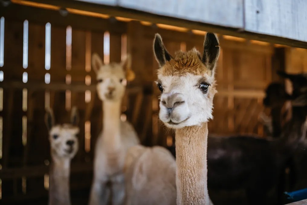 Alpaca Mountain Event Center #16