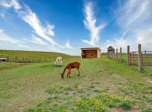 Alpaca Mountain Event Center #18