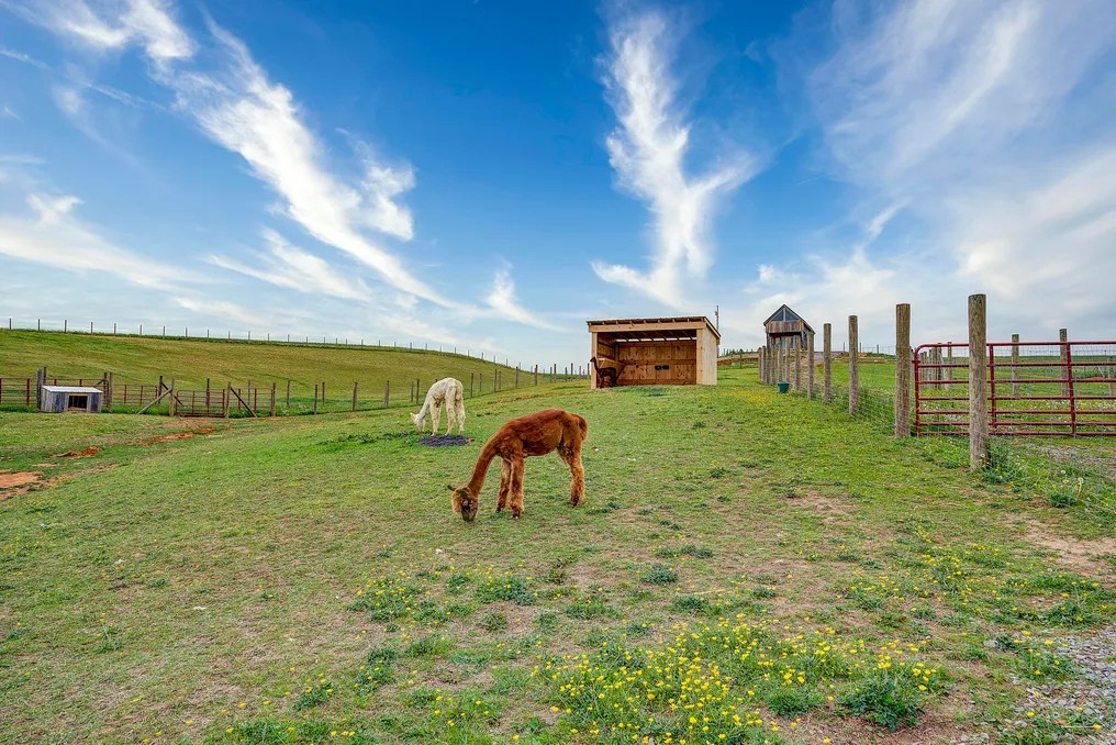 Alpaca Mountain Event Center #22