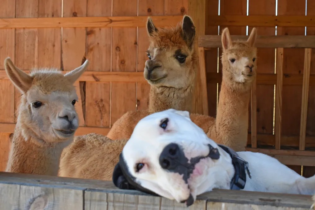 Alpaca Mountain Event Center #23