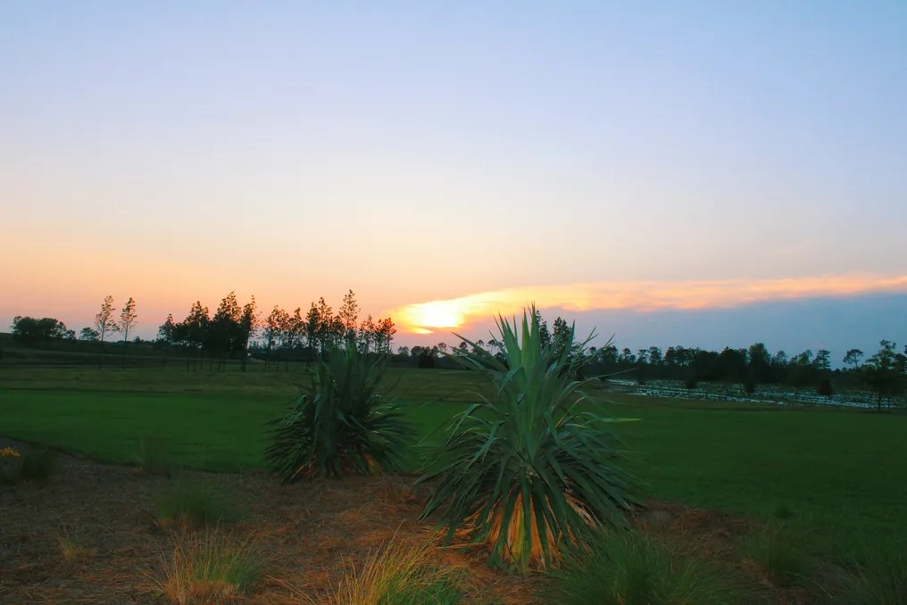 Red Pebble Plantation #2