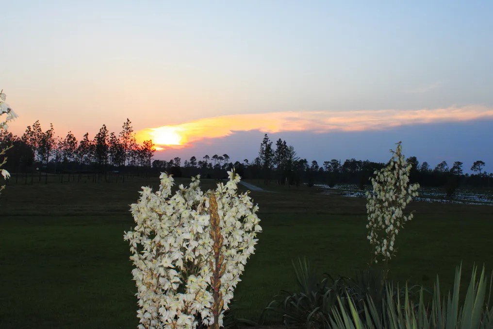 Red Pebble Plantation #17