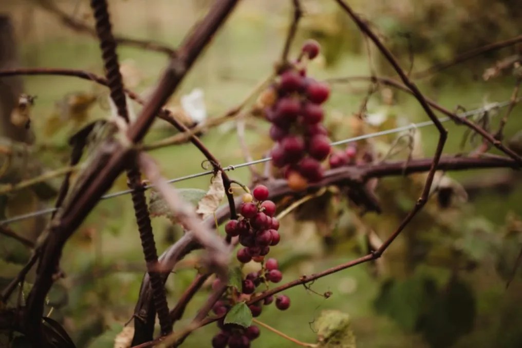 Over The Vines Vineyard & Wine Barn #28