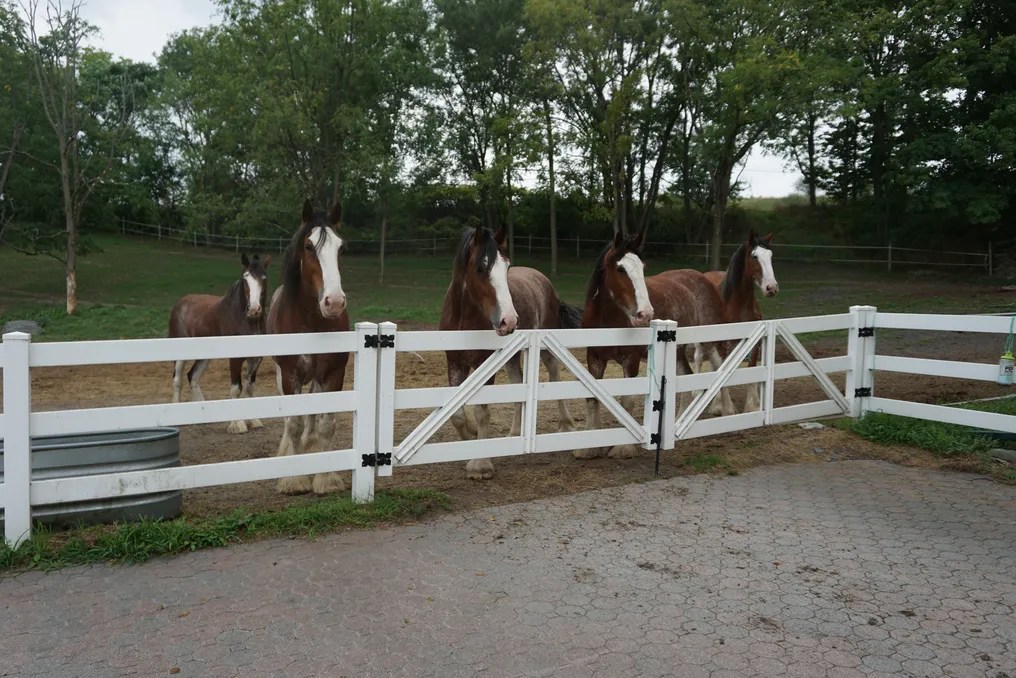 Tetz Family Clydesdale Farm #8