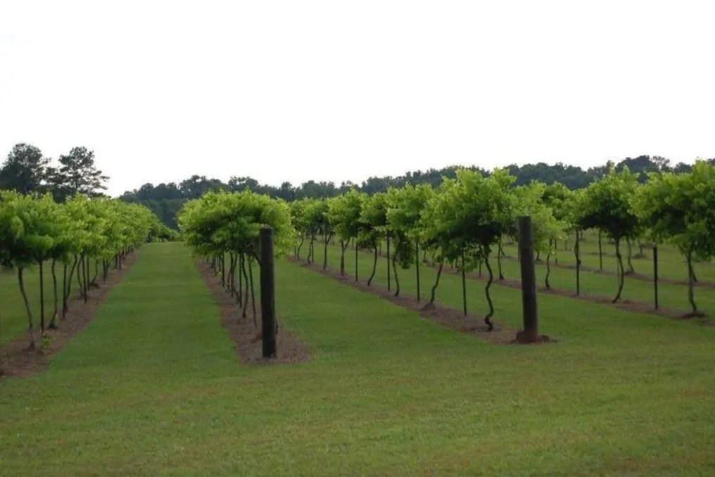Saw Mill  Pond Vineyard #5