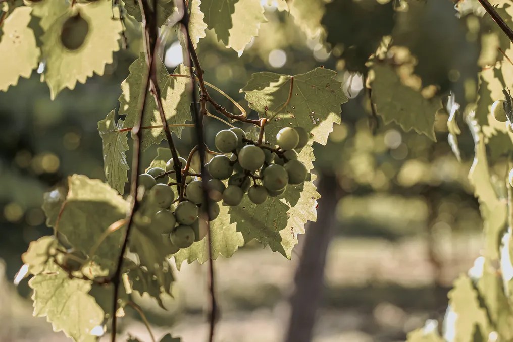 Uwharrie Vineyards #7