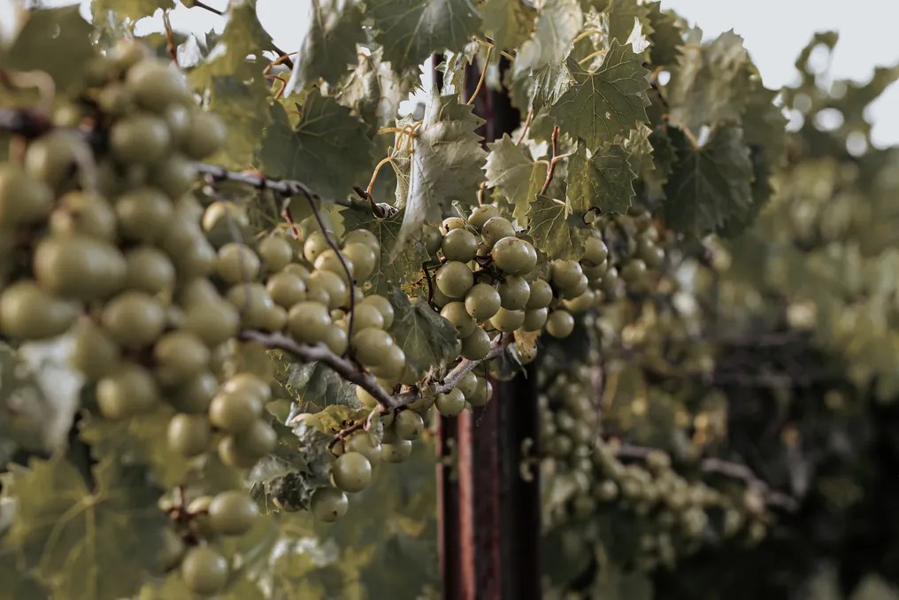 Uwharrie Vineyards #8