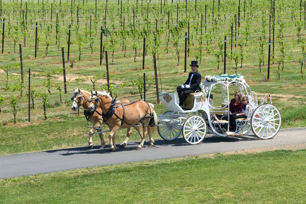 Narmada Winery #8
