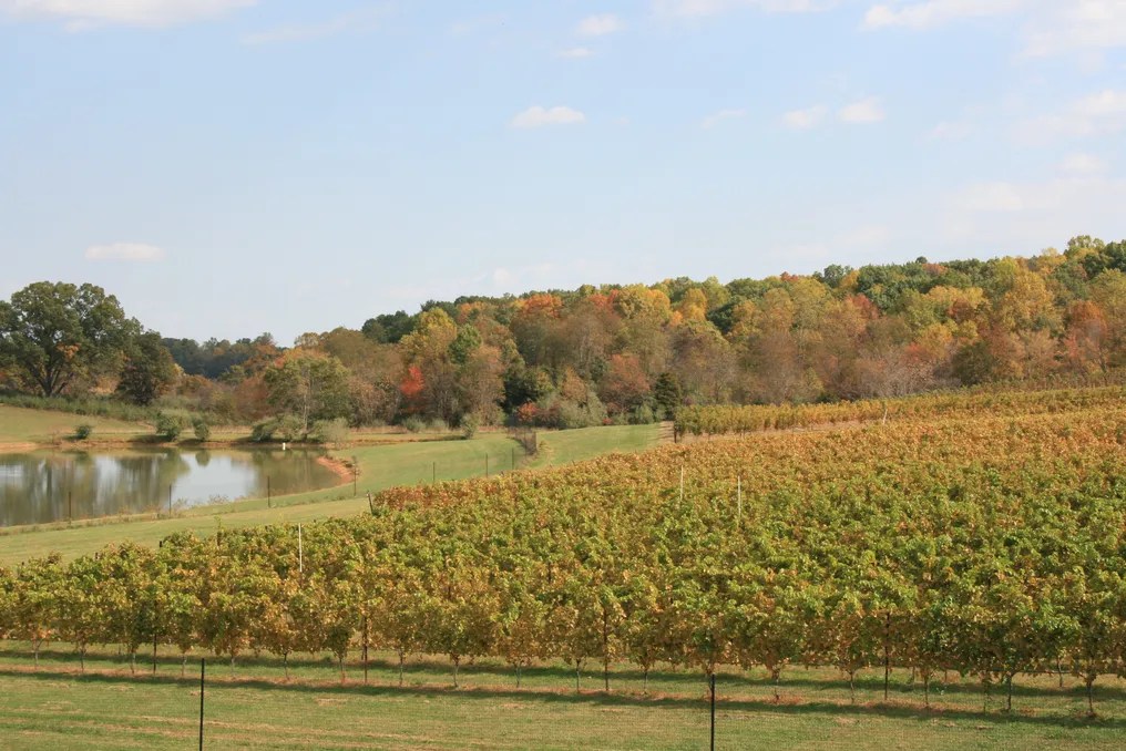 Narmada Winery #11