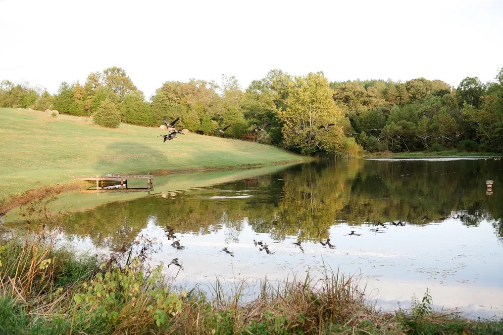Guildford Farm #52