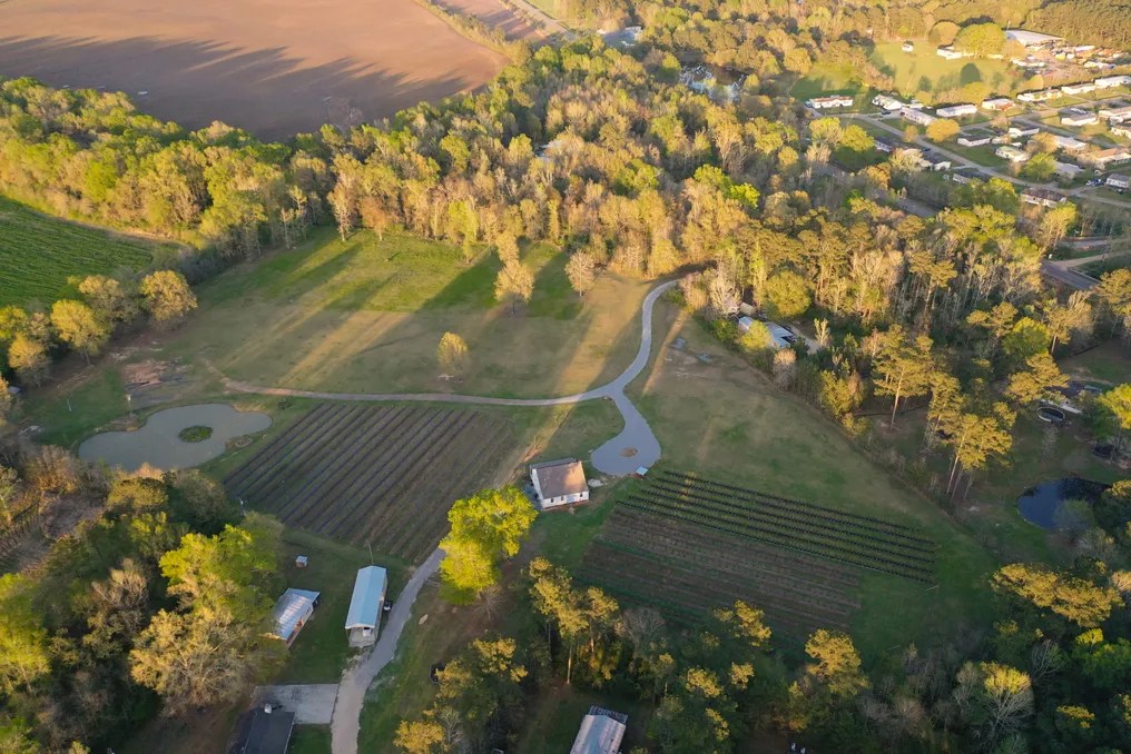 White Oak Fields Blueberry Farm and Events #16