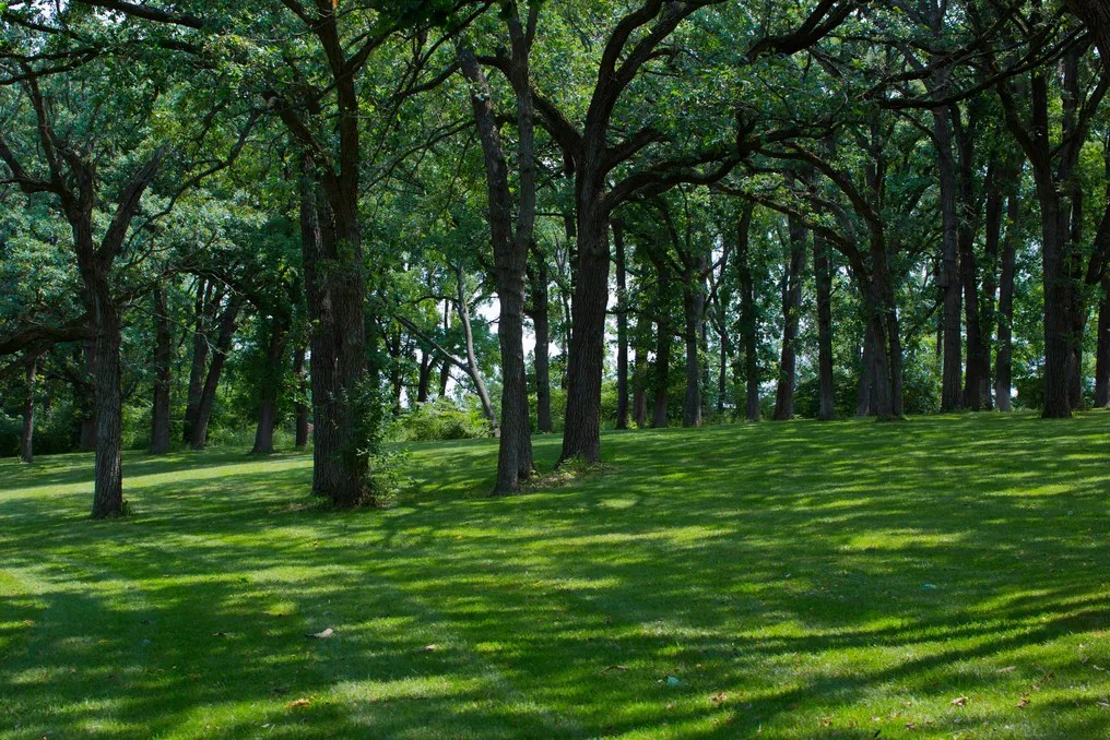 Whispering Woods Events #22