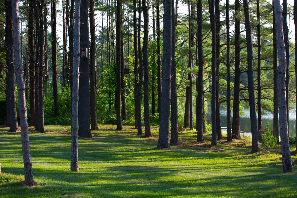 Whispering Woods Events #49