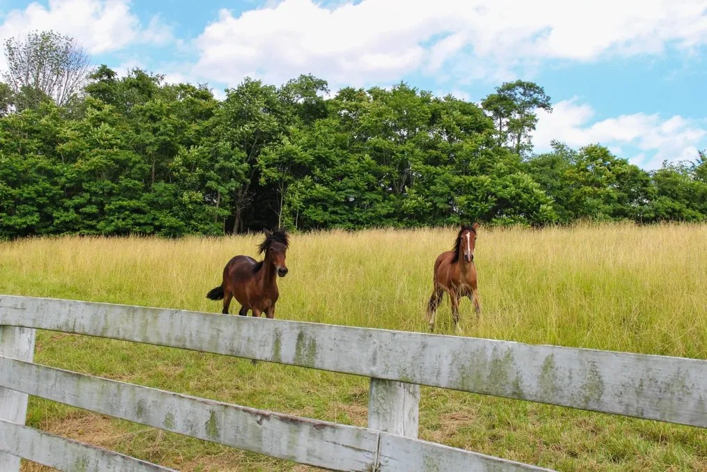WOODLAND RETREATS #30
