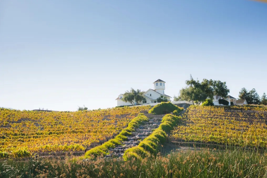 Léal Vineyards #51