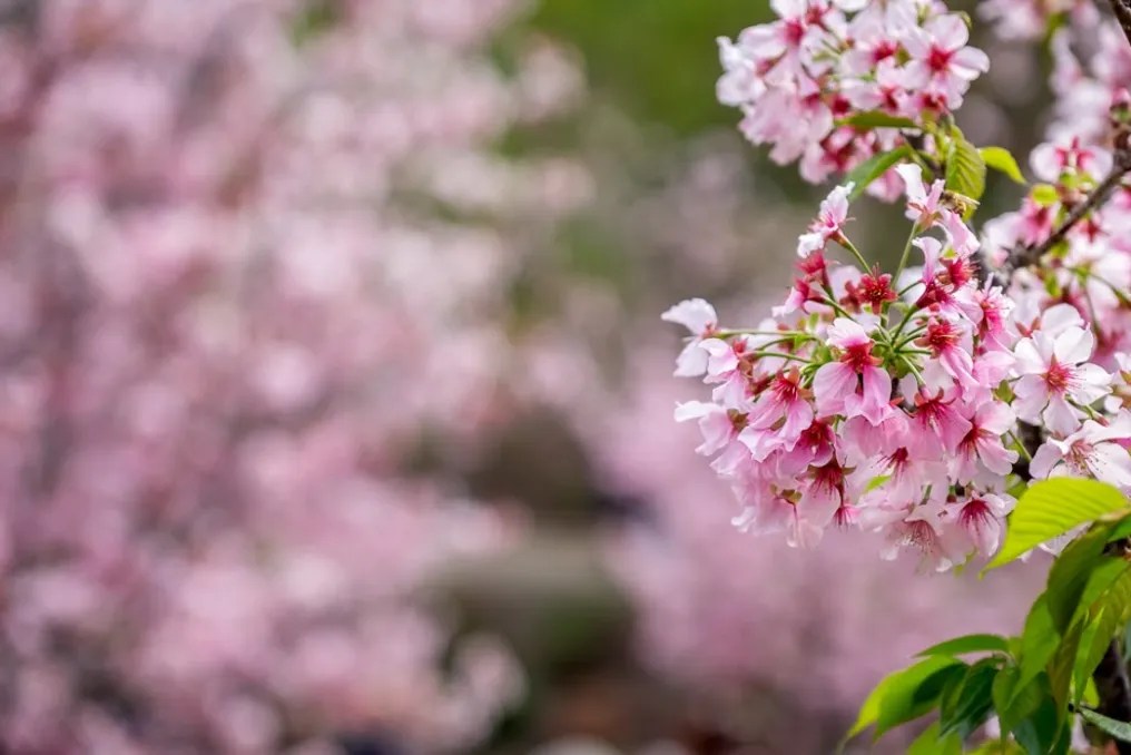 Japanese Friendship Garden #29
