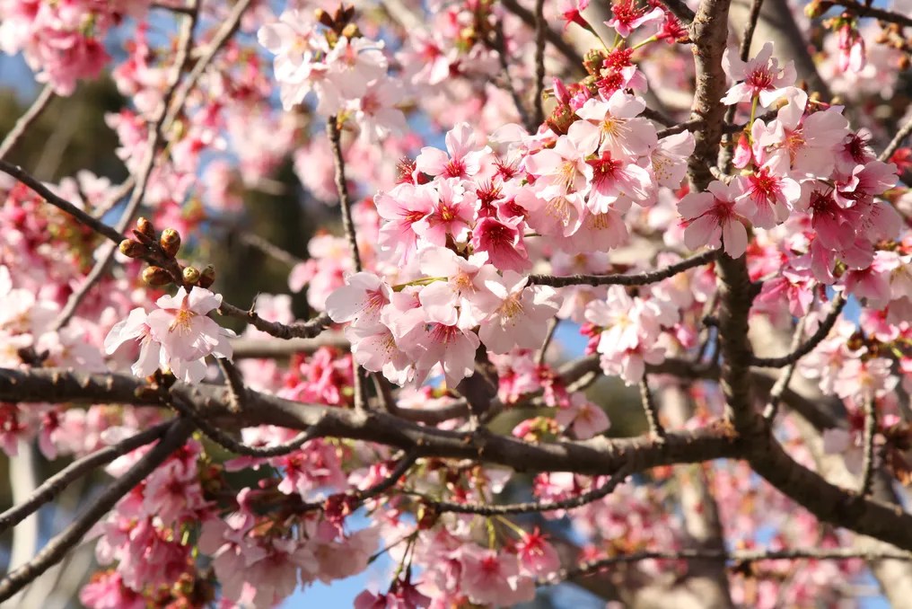 Japanese Friendship Garden #30
