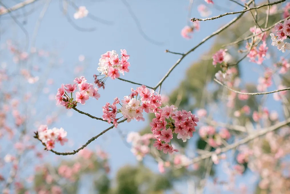 Japanese Friendship Garden #31