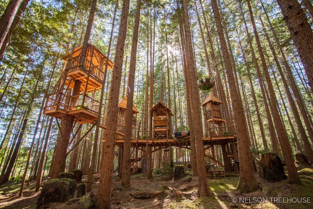 The Emerald Forest #1